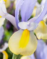 Iris Oriental Beauty