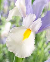 Iris Silvery Beauty