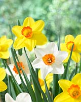 Narcissus Barrett Browning, Narcissus Red Devon