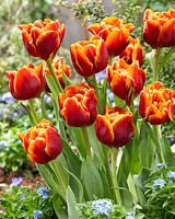 Tulipa Pebble