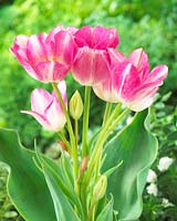 Tulipa Dream Club