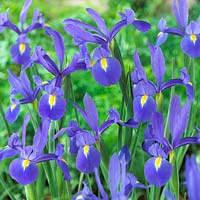Iris Blue Nile