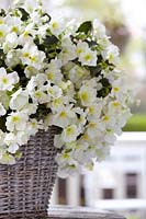 Begonia Glory White
