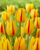 Tulipa Freedom Flame