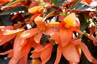 Begonia Bonaparte Night Fever Papaya