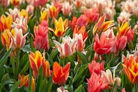 Tulipa Fun Colors