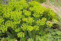 Euphorbia cyparissias Fen's Ruby