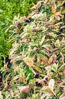 Photinia serratifolia Pink Crispy