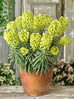 Euphorbia Ascot Moonbeam in pot