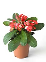 Euphorbia Miliana ® Rosso