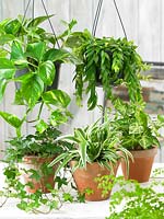 Indoor plant mix Hängende Gärten