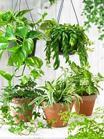 Indoor plant mix Hängende Gärten