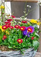 Plant container with spring plants