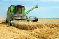 Harvesting grain crop