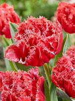 Tulipa Crispa Adelaide