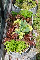 Vegetable seedlings in pot