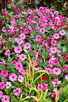 Planting with Impatiens