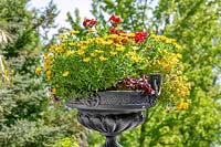 Annual mix in plant container