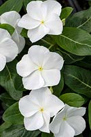 Catharanthus roseus Cora White