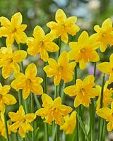 Narcissus Winters Starlet