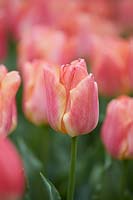 Tulipa Passio Sweet