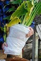 Person holding a Zantedeschia wrapped up for the Winter. 