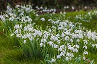 Groups of named snowdrops in a lawn, January.