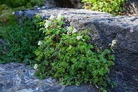 Corydalis ochroleuca planted between natural stone steps, April. 