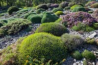A rock garden featuring alpines, April, Germany 