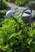 Tanacetum vulgare L. 'Crispum' with watering can, April 