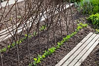 Young Pea plants planted in rows with twig plant supports, wooden boards to protect soil 