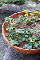 Young fragaria x annanassa, strawberries, growing in pot, April 