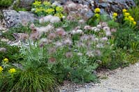 Pulsatilla vulgaris - pasque flower with seedheads growing on rockery