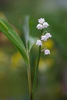 Convallaria majalis - lily-of-the-valley