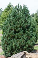 Pinus cembra 'Chalet'