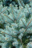 Picea pungens 'Blue Spreader'