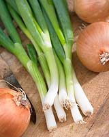 Allium fistulosum - spring onions or Welsh onions, indoors on a chopping board