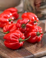 Capsicum chinense 'Adjuma' - chili pepper, indoors on chopping board