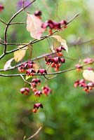 Euonymus planipes  or Flat-stalked spindle tree