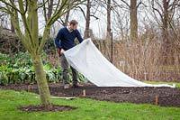 Covering a seedbed in a vegeatble garden with horticultural fleece to warm up the earth before sowing in early spring.