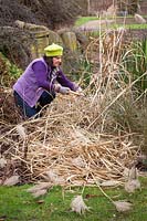 Cutting back ornamental grasses, Miscanthus, in early spring