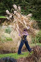 Cutting back ornamental grasses, Miscanthus, in early spring. Carrying away