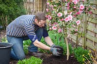 Mulching a Camellia with garden compost in spring.