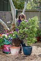 Potting up a pot bound shrub, Pittosporum, into a container