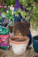 Potting up a pot bound shrub, Pittosporum, into a container