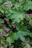  Hedera helix ' Parsley Crested' 