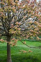 Spring foliage of Acer pseudoplatanus 'Brilliantissimum'