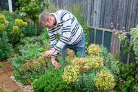 Cutting back spring flowering perennials - Euphorbia - after they have finished flowering