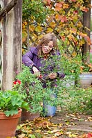 Woman cutting back tender Salvia before bringing into the greenhouse to overwinter. 