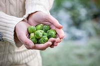 Person holding a handful of brussels sprouts on a frosty day.